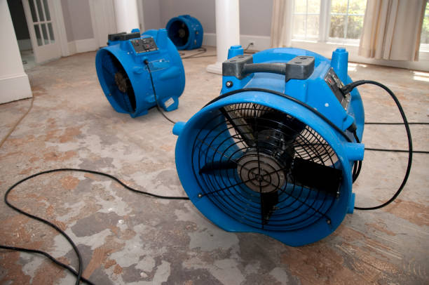 Best Carpet water damage restoration  in Belleair, FL